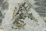 Fossil Flora (Calamites & Alethopteris) Plate - Kentucky #142394-2